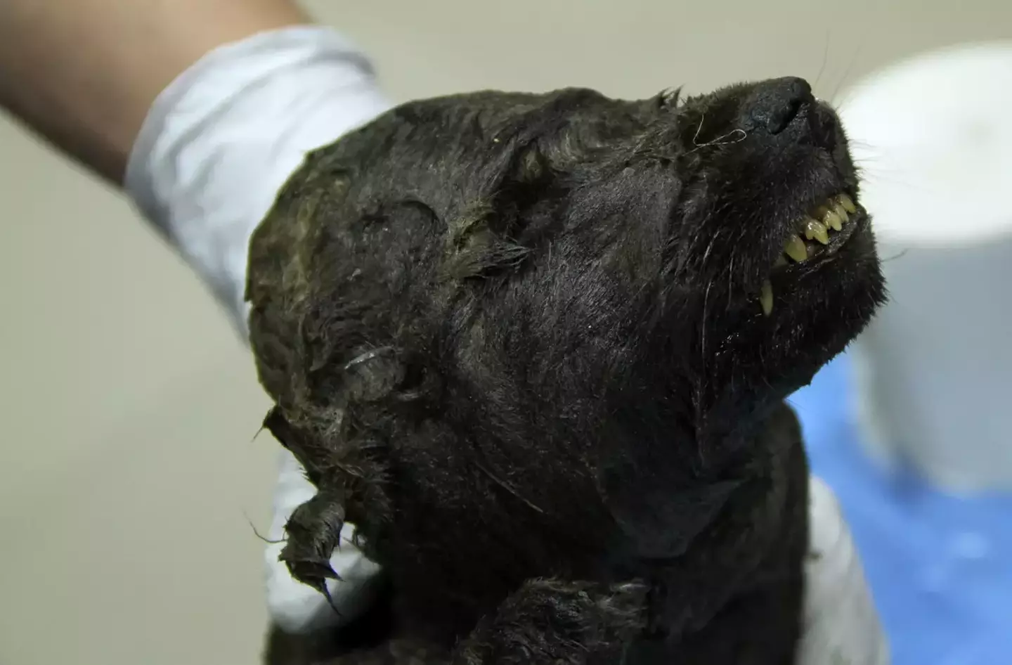The mystery of the 18,000-year-old puppy has finally been solved by scientists.