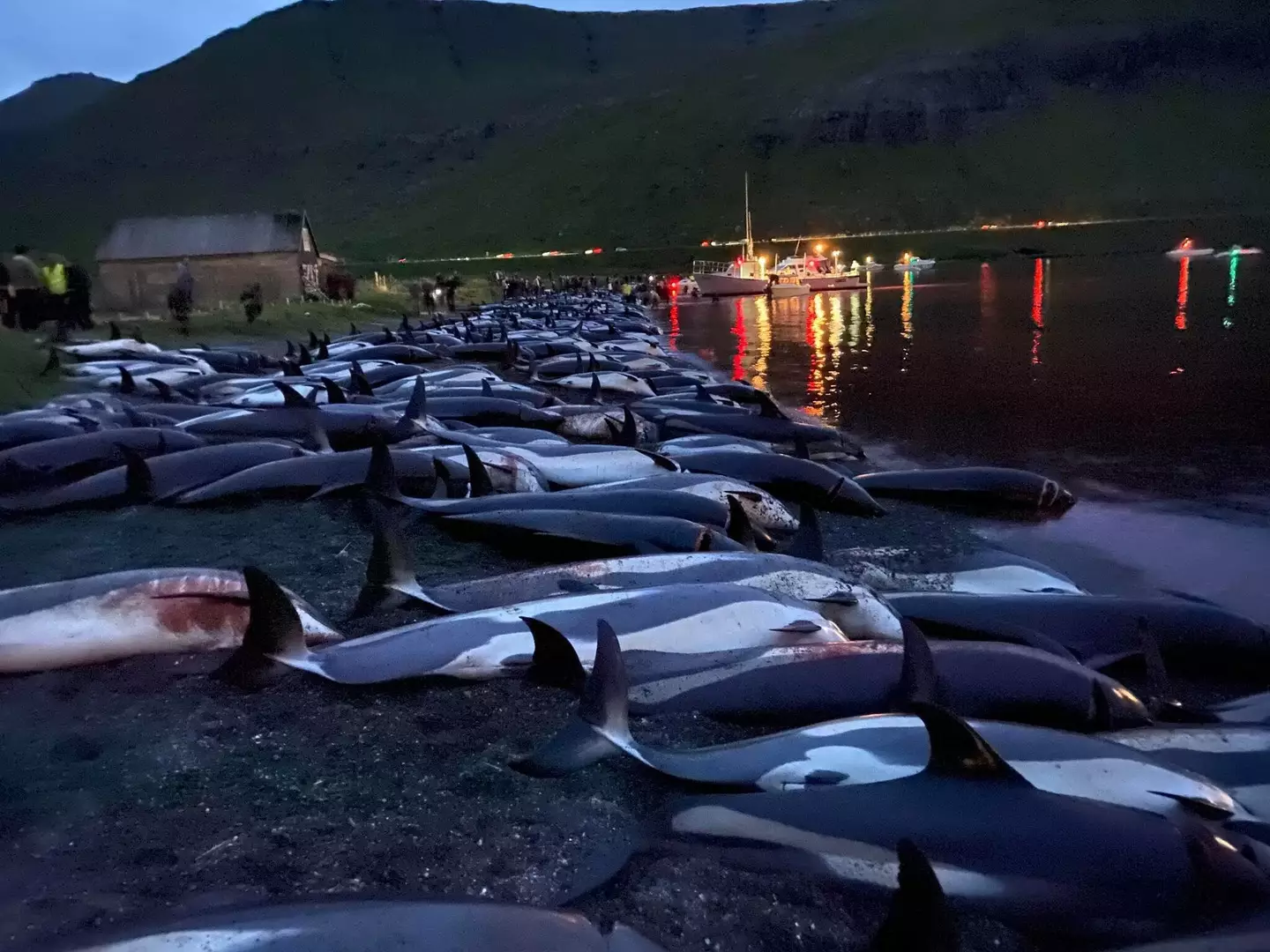 More than 1,400 dolphins were killed in one day.