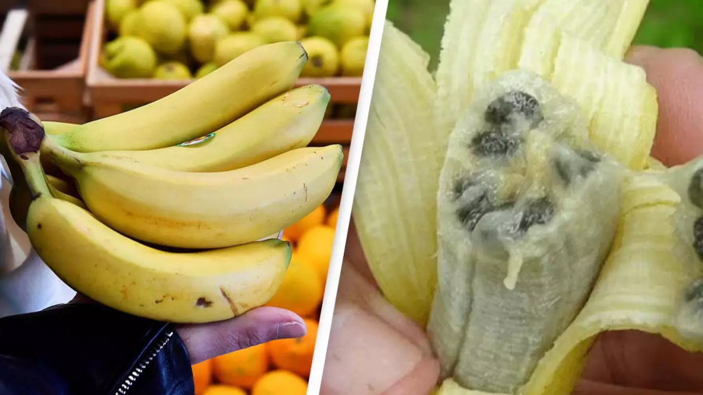 Scientists warn bananas may go extinct as disease ravages the world's most consumed fruit