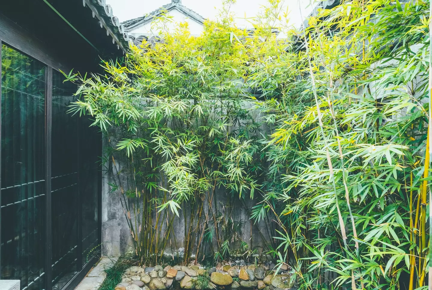 Bamboo is a major red flag in properties (Getty Stock Image)