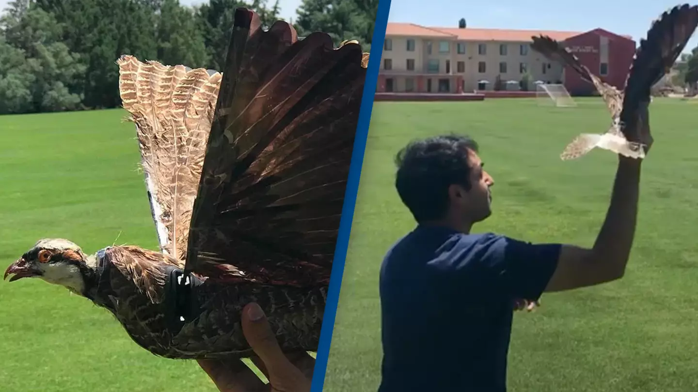 Scientists transform dead birds into drones that could be used for 'military spying'