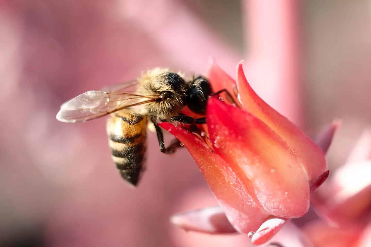 Honeybees are of vital importance to the world.