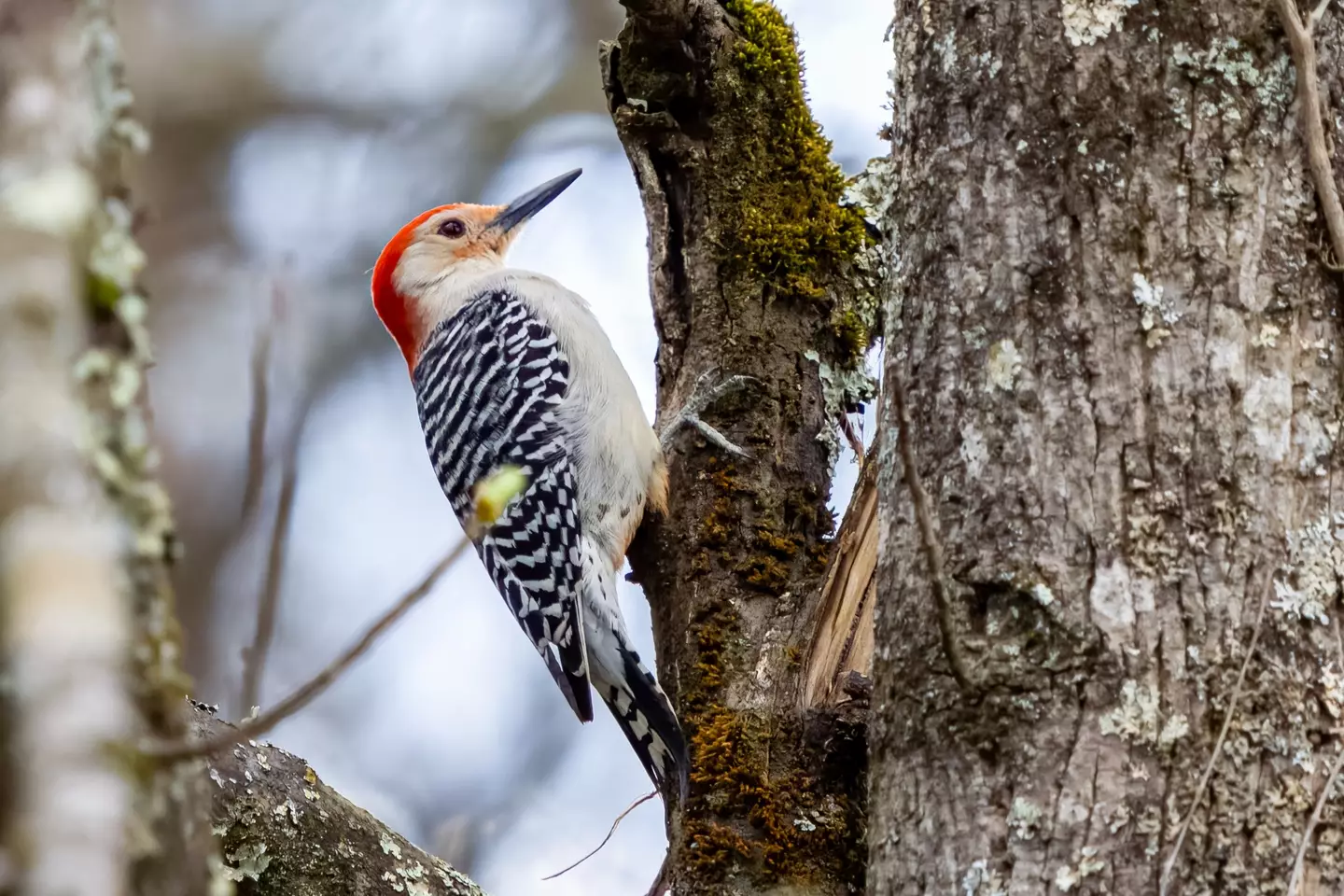 Lewis' Woodpecker's could be renamed.