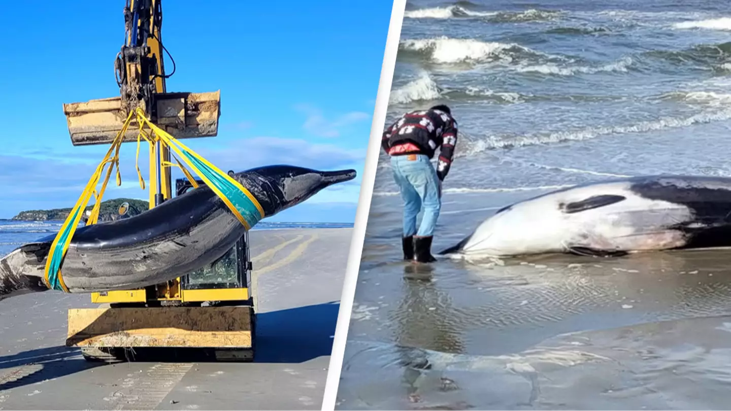 'World's rarest whale' washes up on beach and it's only the sixth sighting in history