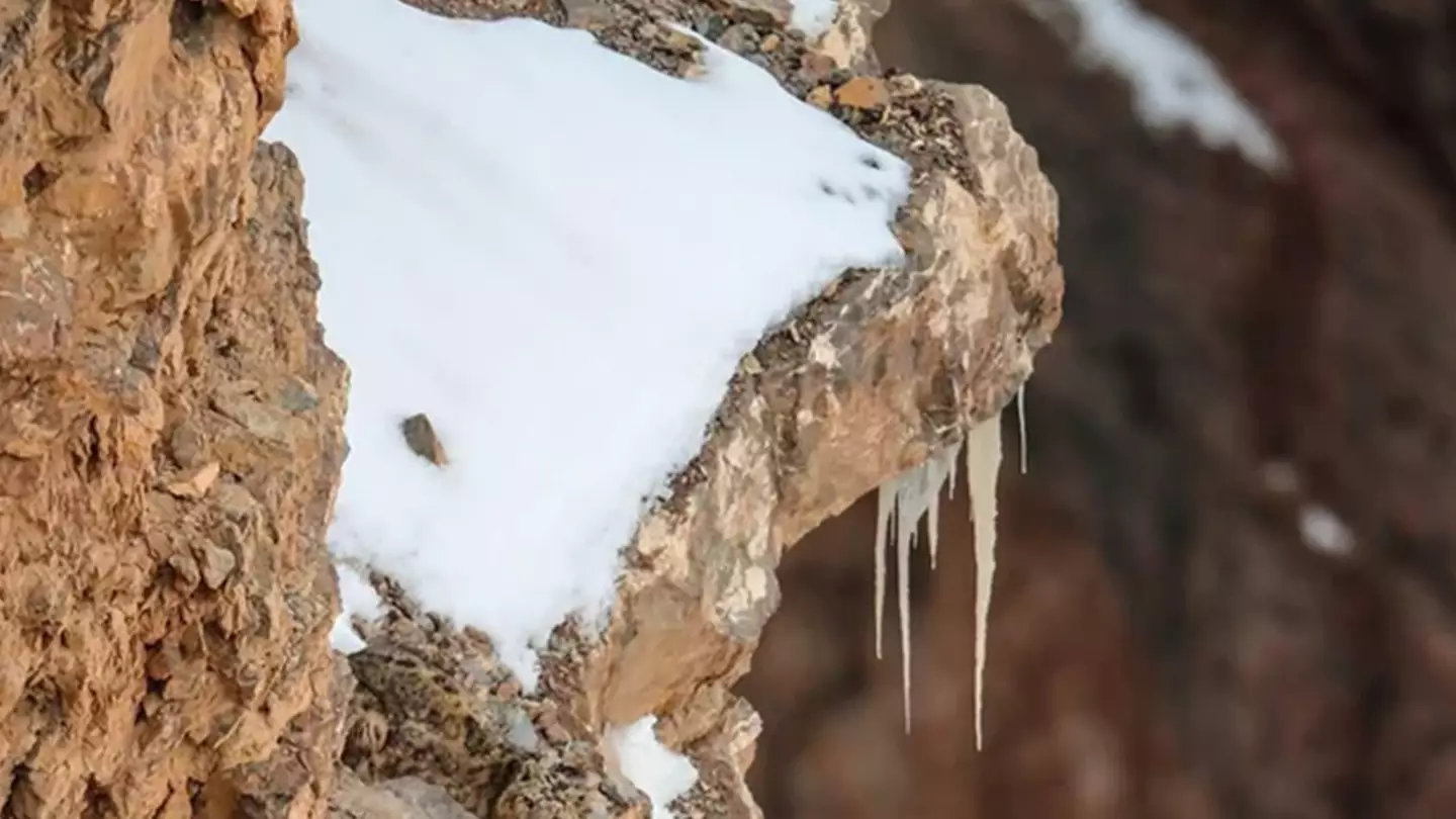 People are losing their minds trying to find the snow leopard in this picture