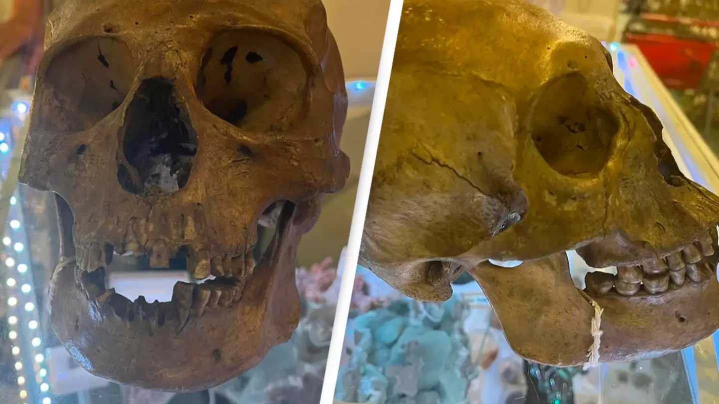 Human skull discovered in thrift store's Halloween section