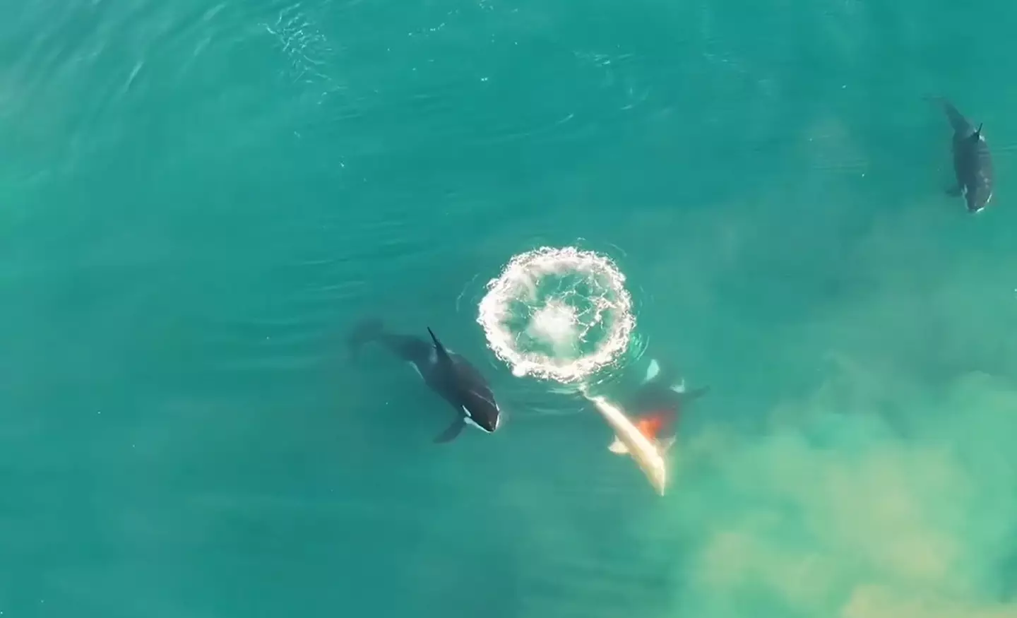 This historic drone footage helps understand the way sharks behave.