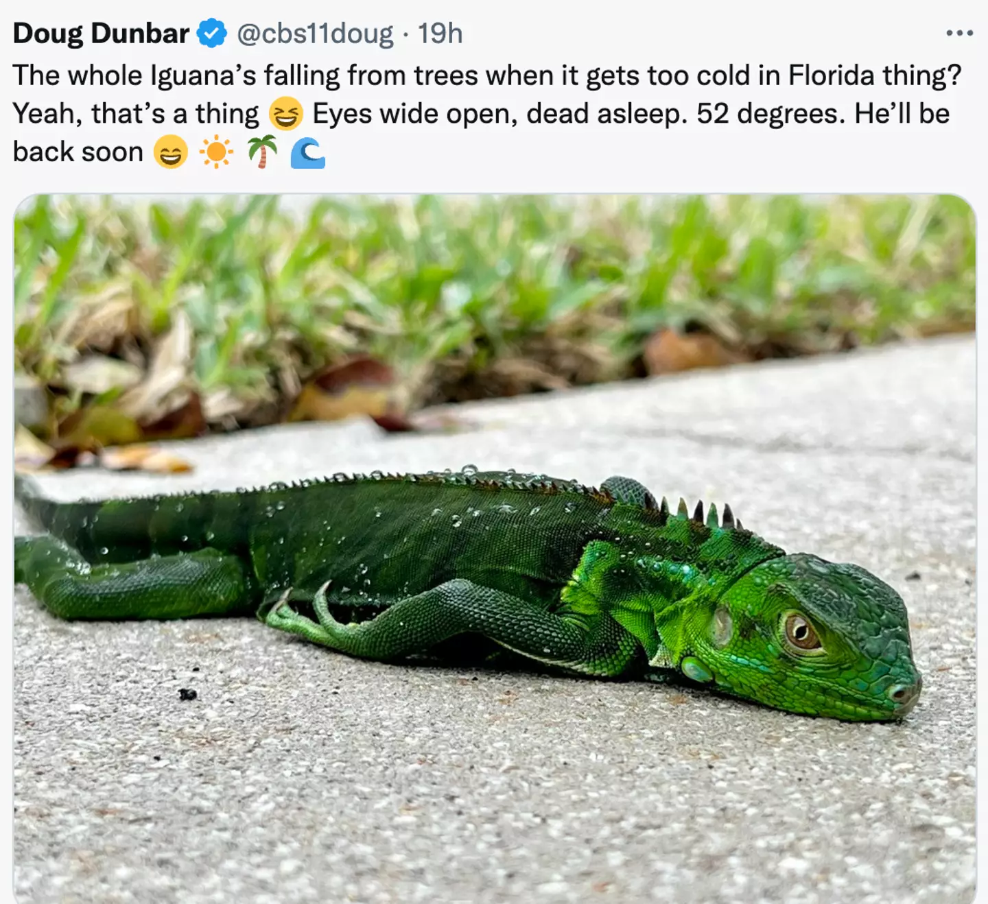 Officials have made clear the iguanas are not dead.