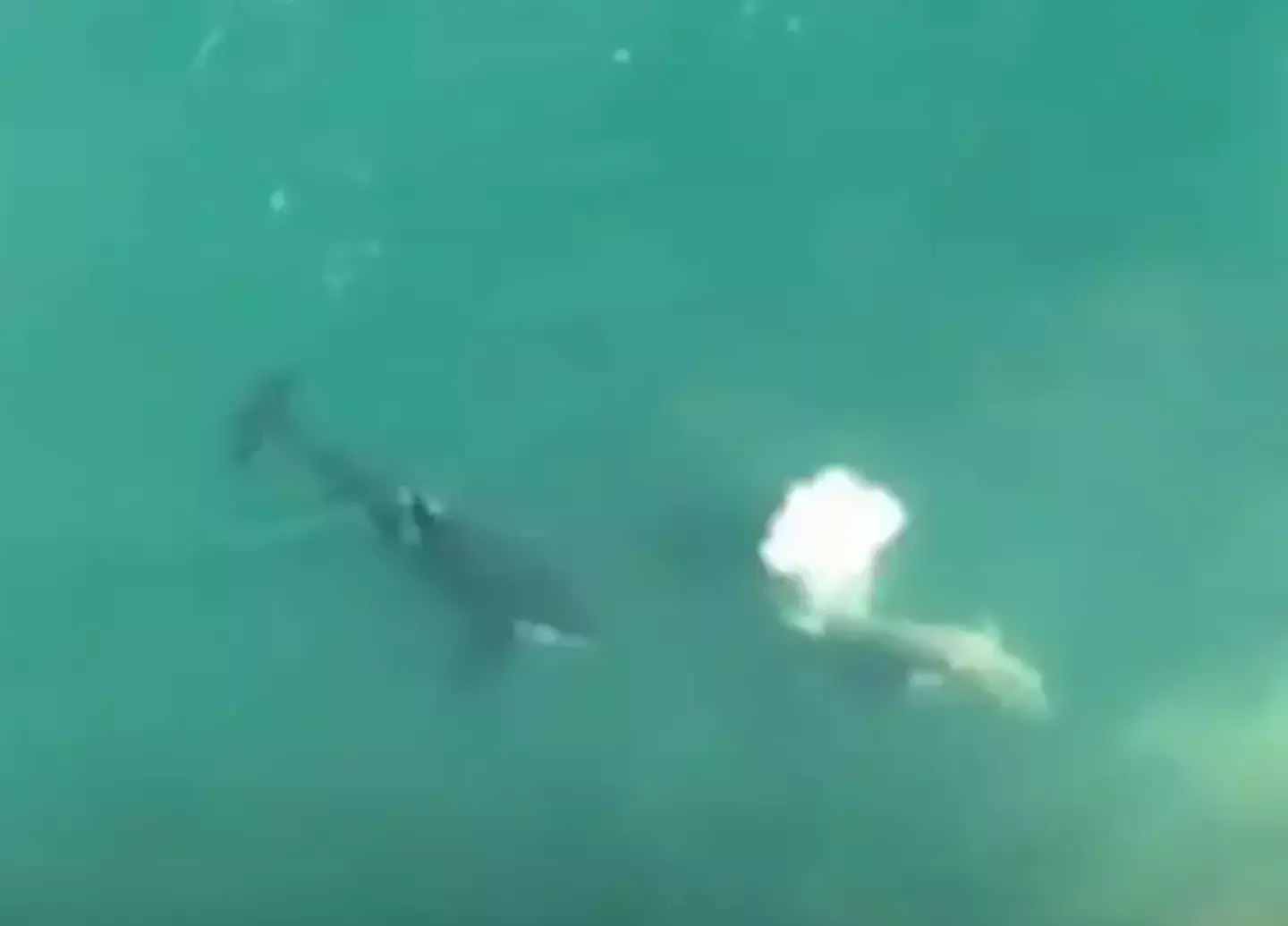Footage showed the shark being circled by three killer whales.