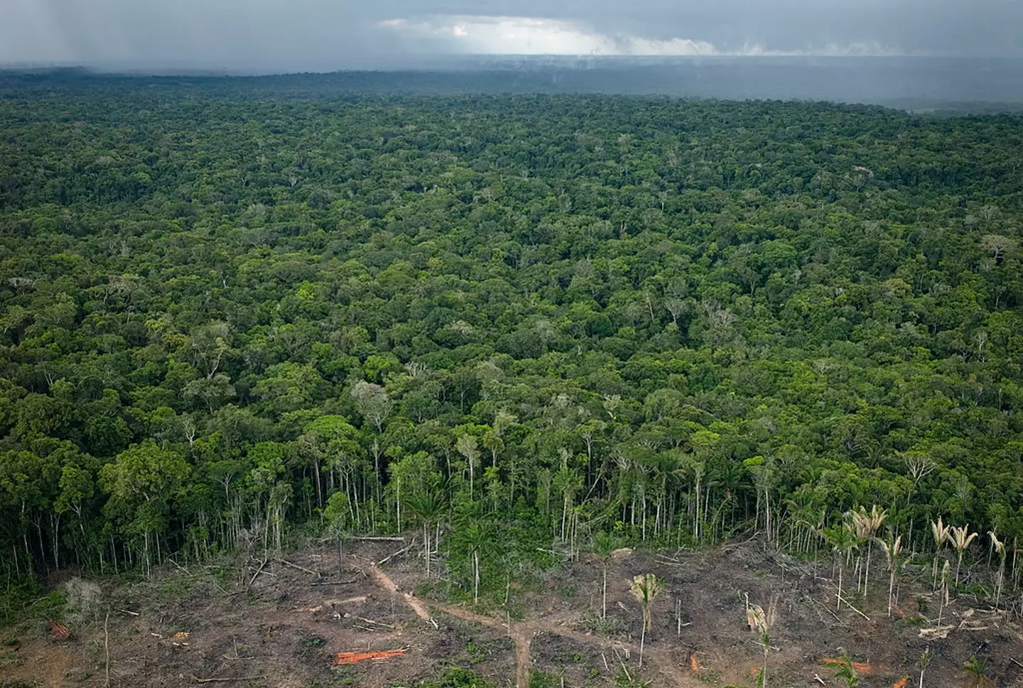 It would have a rippling effect on the Earth's eco-system (Sirachai Arunrugstichai/Getty Images)
