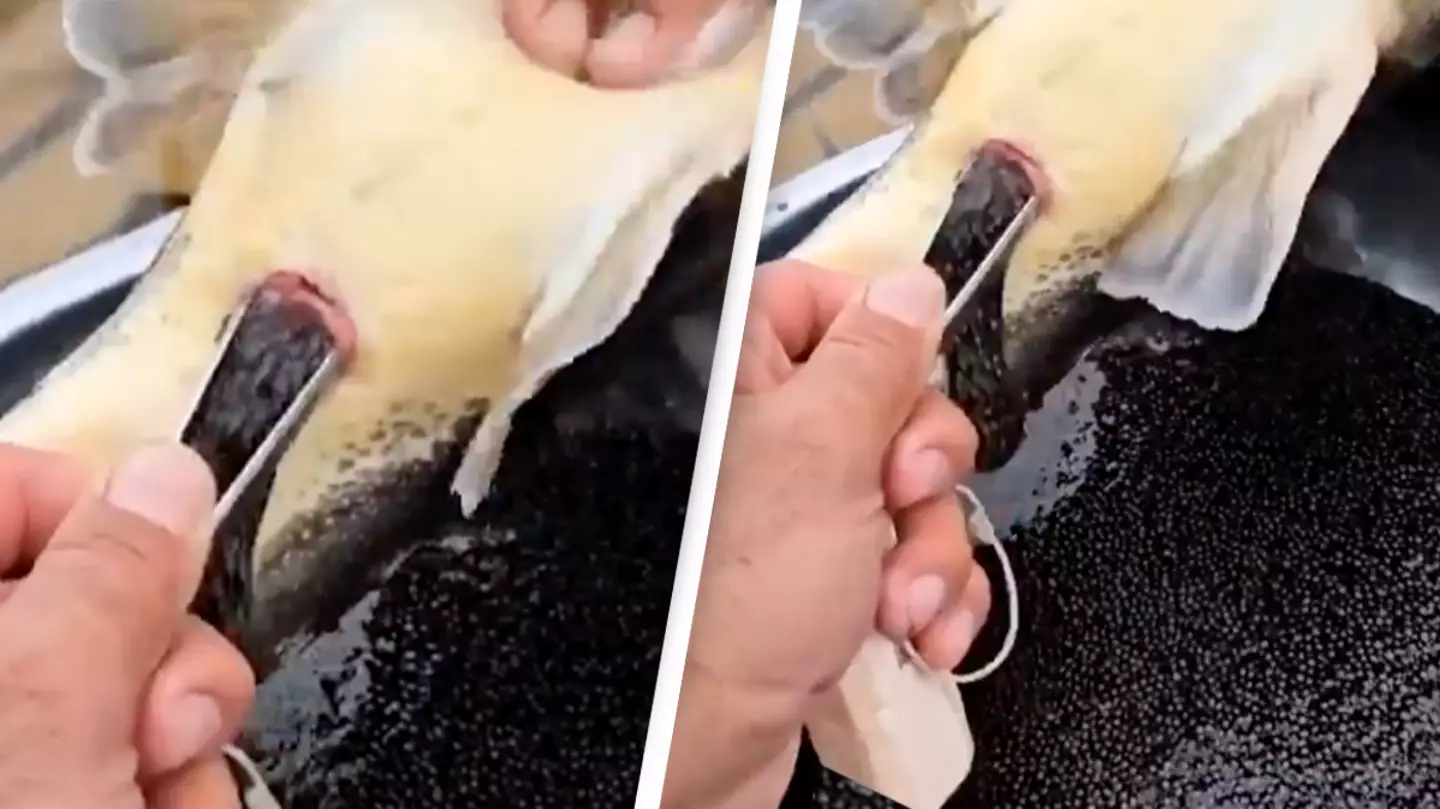 People call for 'disgusting' caviar to be banned after seeing how it's harvested