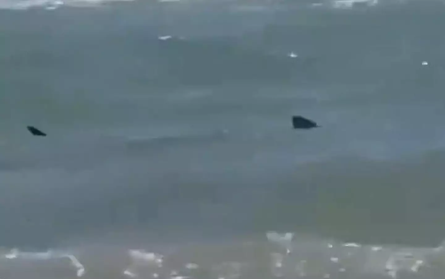 The shark patrolled offshore. (X / zakisolja)