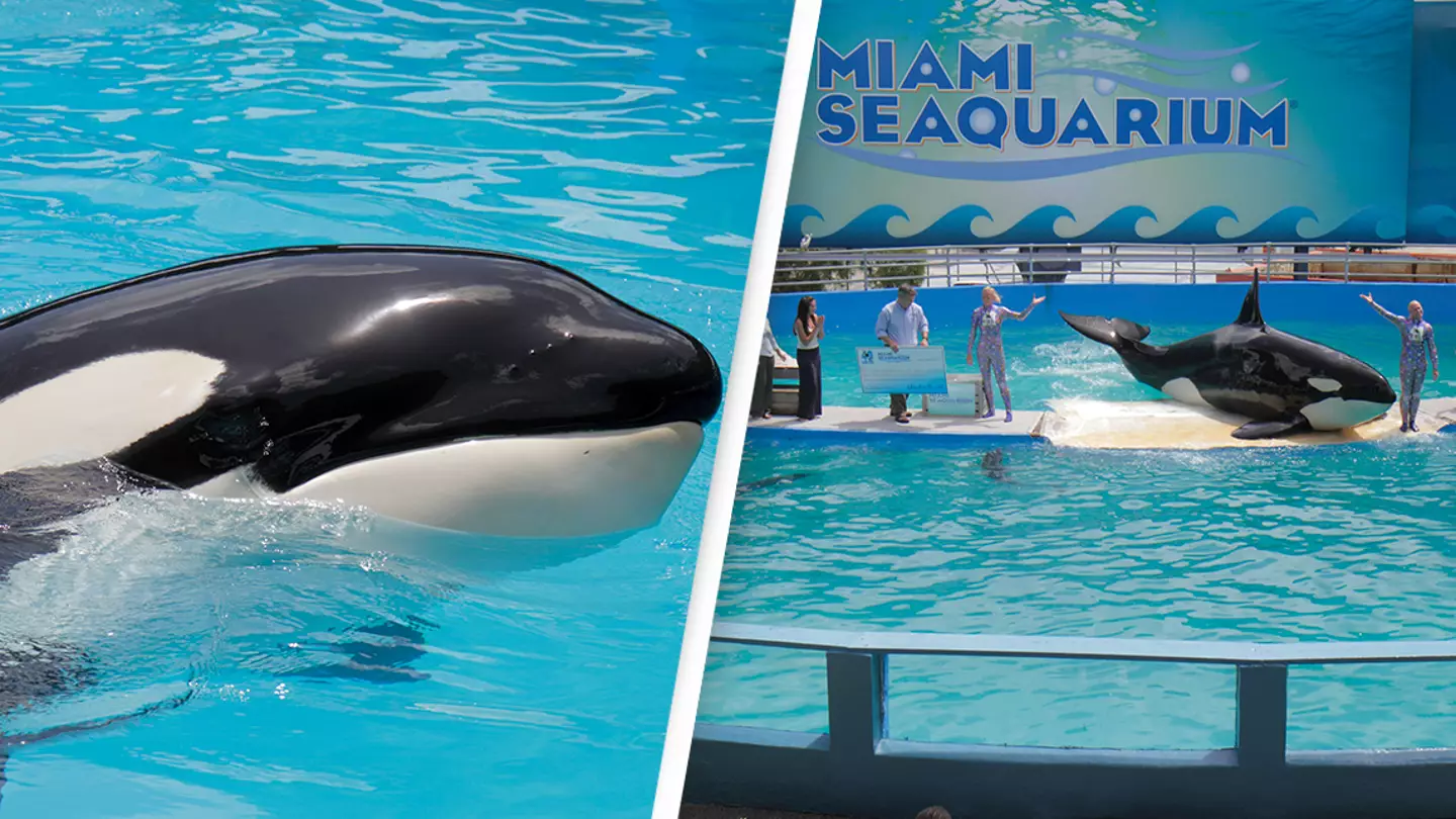 PETA posts heartbreaking statement as Lolita the Orca dies