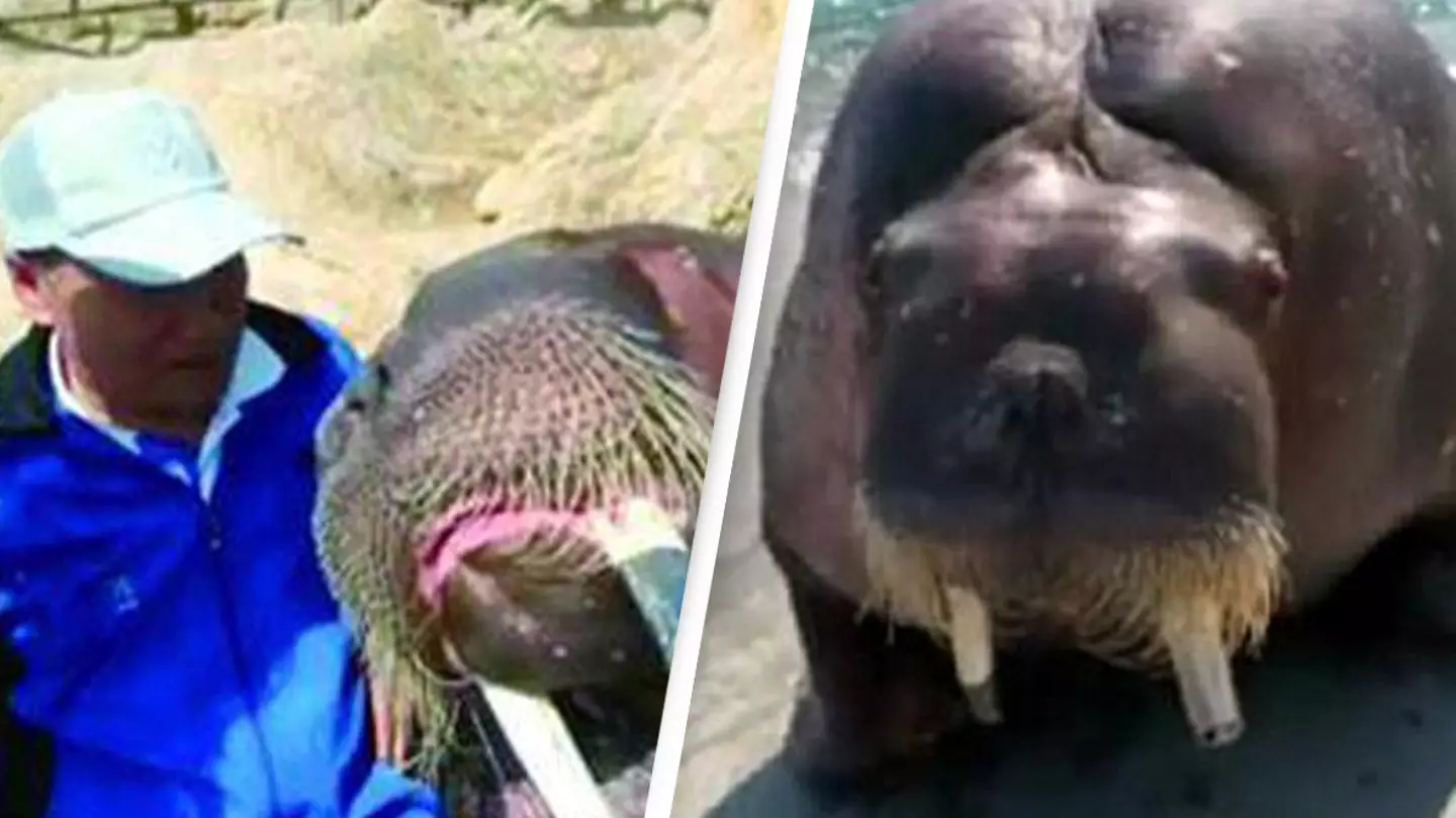 Man's attempt to take selfie with a walrus ended in complete disaster