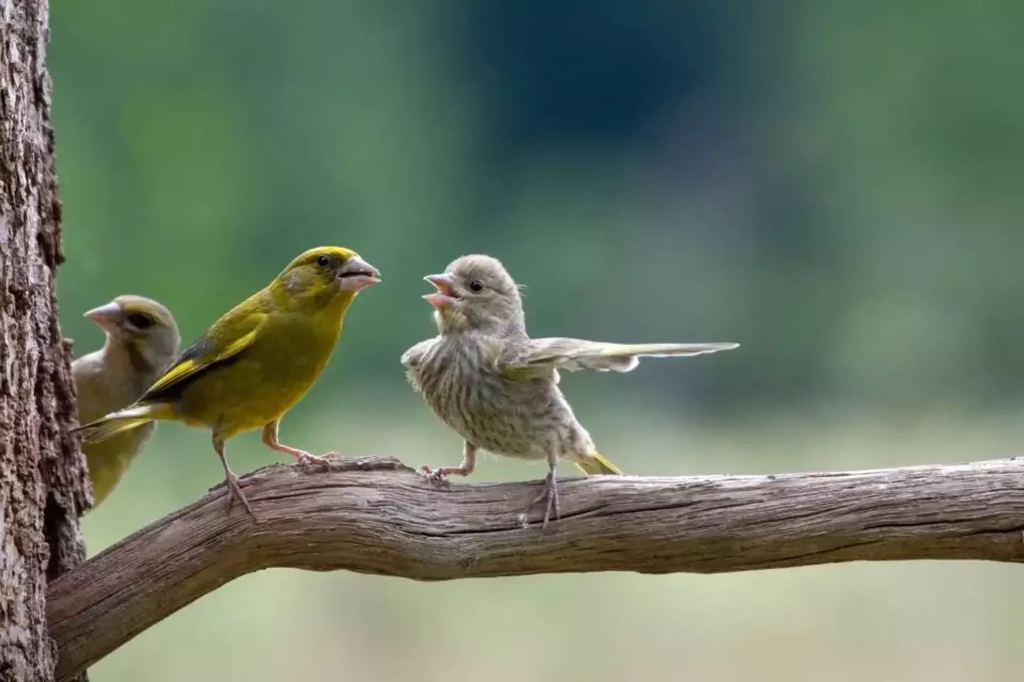 Birds argue in Poland's Bialowieza Forest.