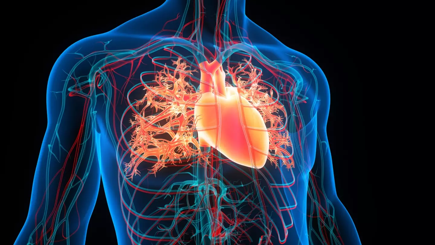 Vascular disease affects the circulatory system (Magicmine/Getty Images)