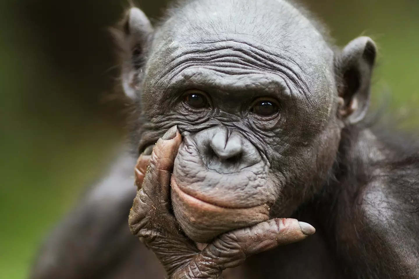 Bonobos share nearly 99% of their DNA with humans (Getty Stock)