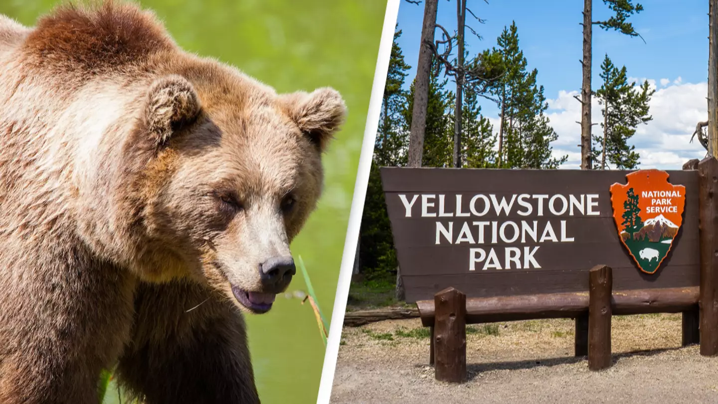 Woman found dead after apparent grizzly bear attack near Yellowstone National Park