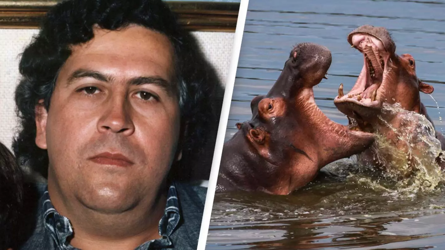 Government's plan for Pablo Escobar's 'cocaine hippos' will cost $3.5 million