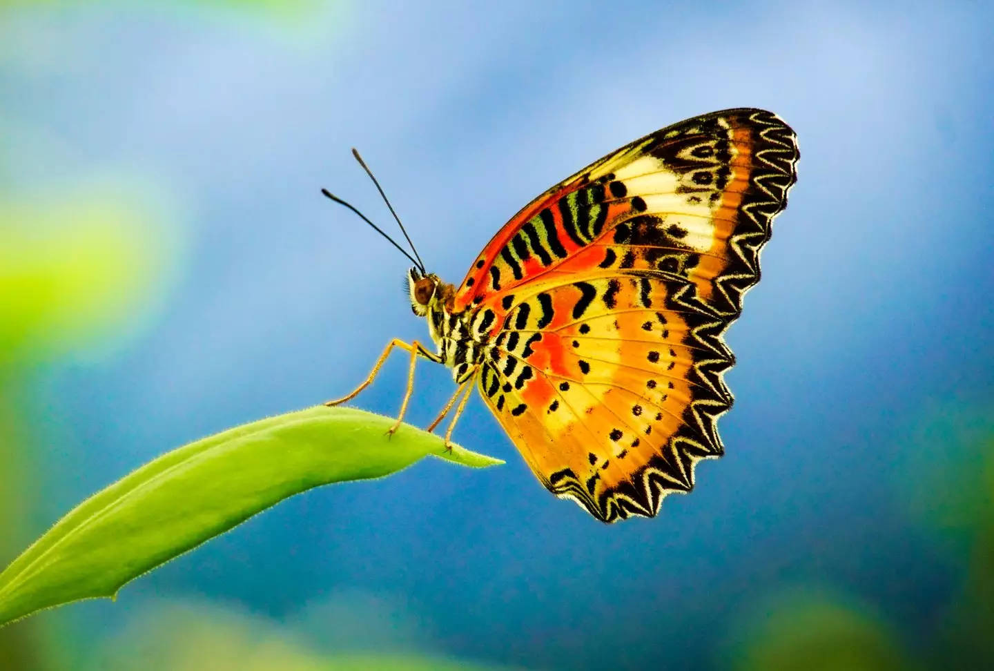 Could butterflies really go extinct? (Getty Stock Photo)