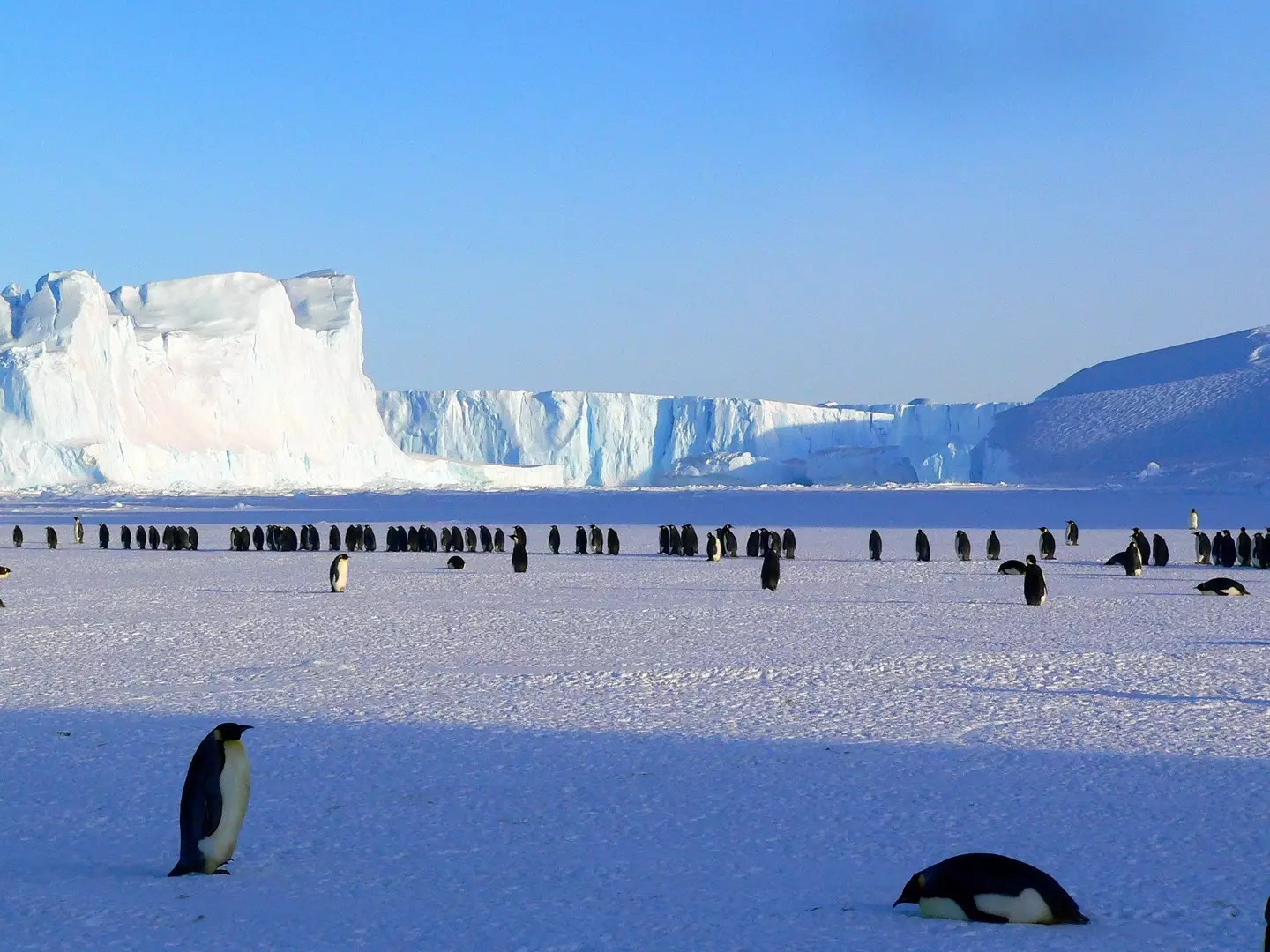 Penguins use the sea ice for breeding.