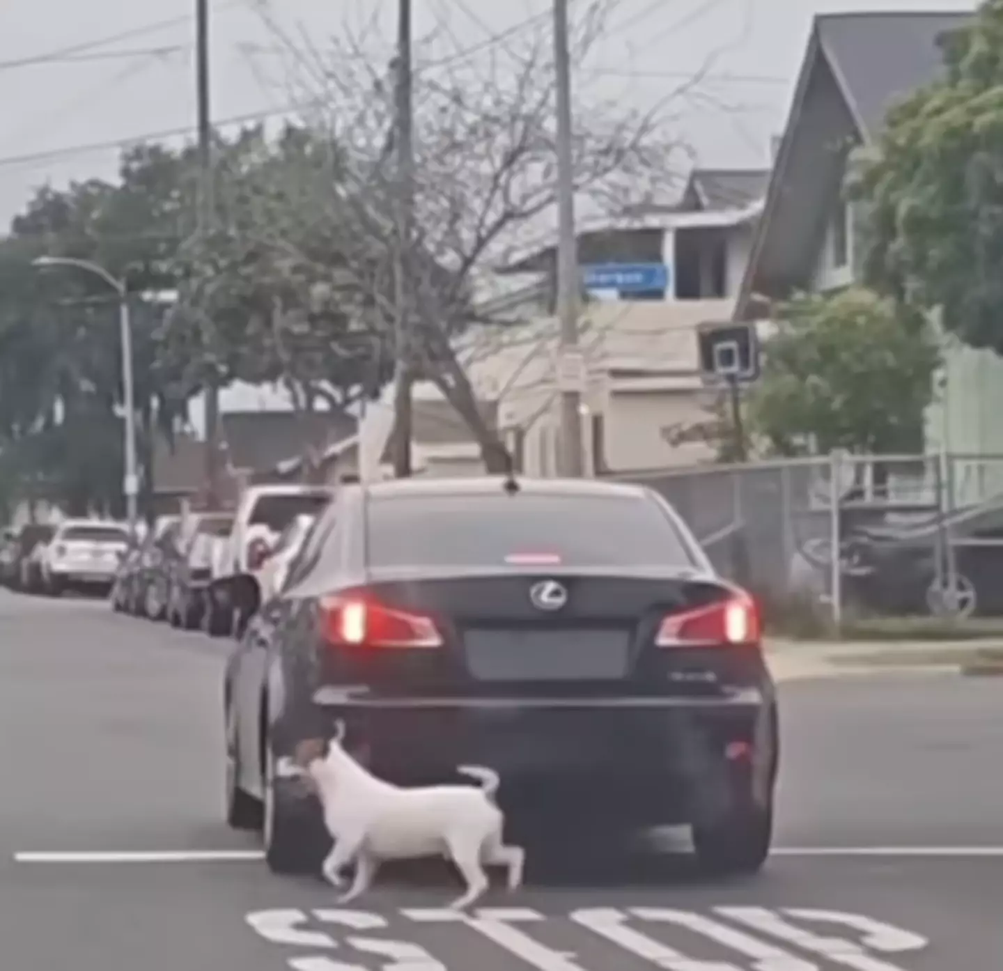 The footage is heartbreaking (Instagram/ @briianna.kc)