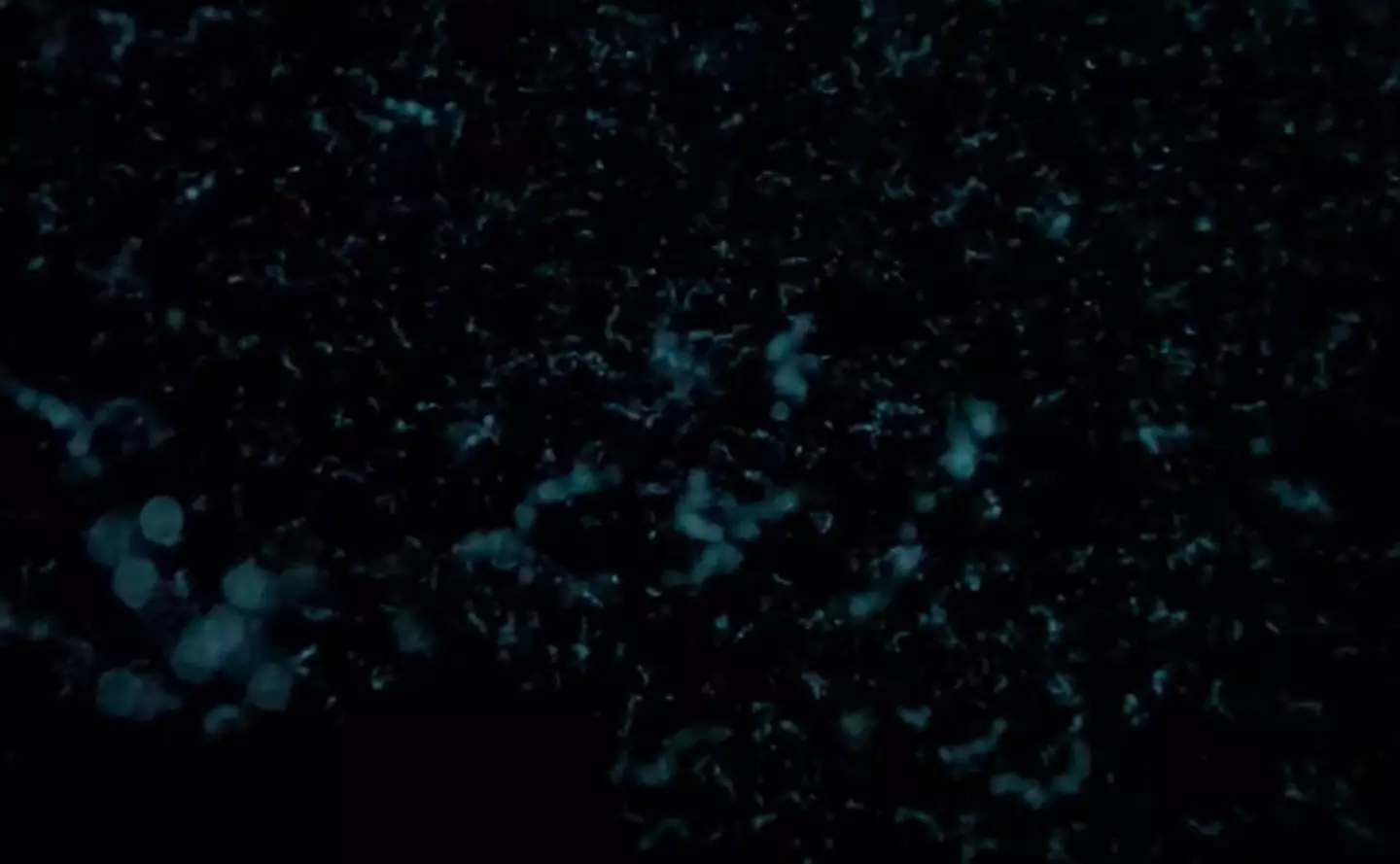 Flashback is when organisms or animals use bioluminescence (YouTube/@OceanX)