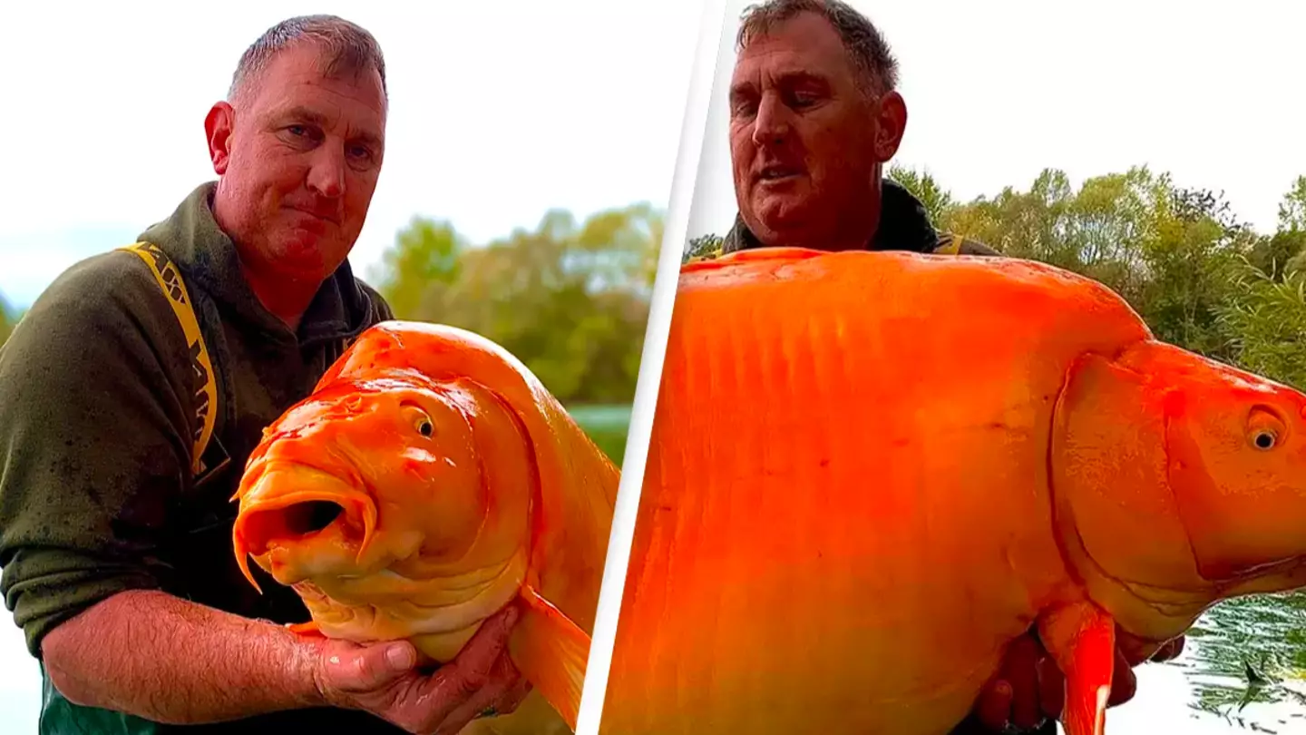 Fisherman reels in giant goldfish-like carp that weighs the same as a 10-year-old