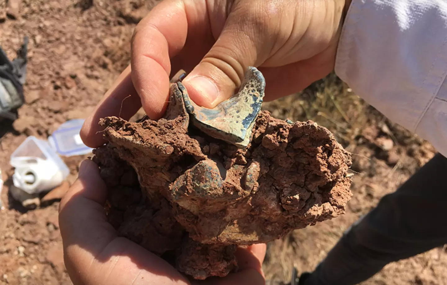 Upper molar of a Brontothere mammal of Asian origin (CNRS)