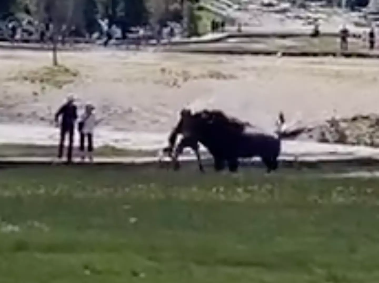 The family members remained in the area even after the bison charged towards them.