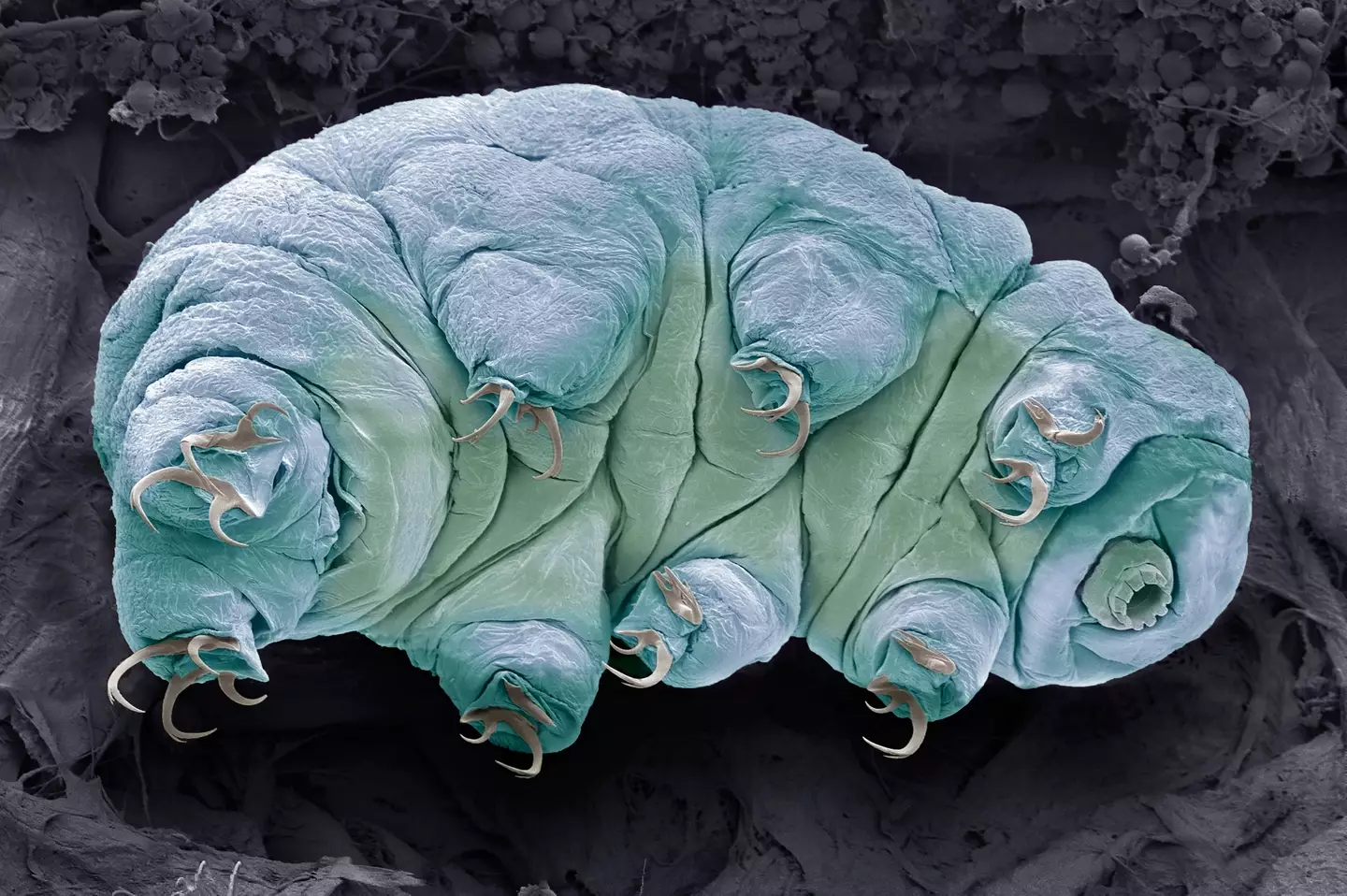 Tardigrade may look pretty cute, but they'll survive the end of the world according to scientists (Getty Stock Photo)