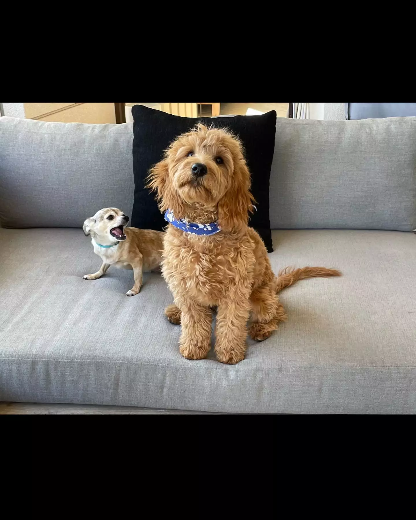 It's thought that Perry and Hurwitz shared their dog, Alfred, together.