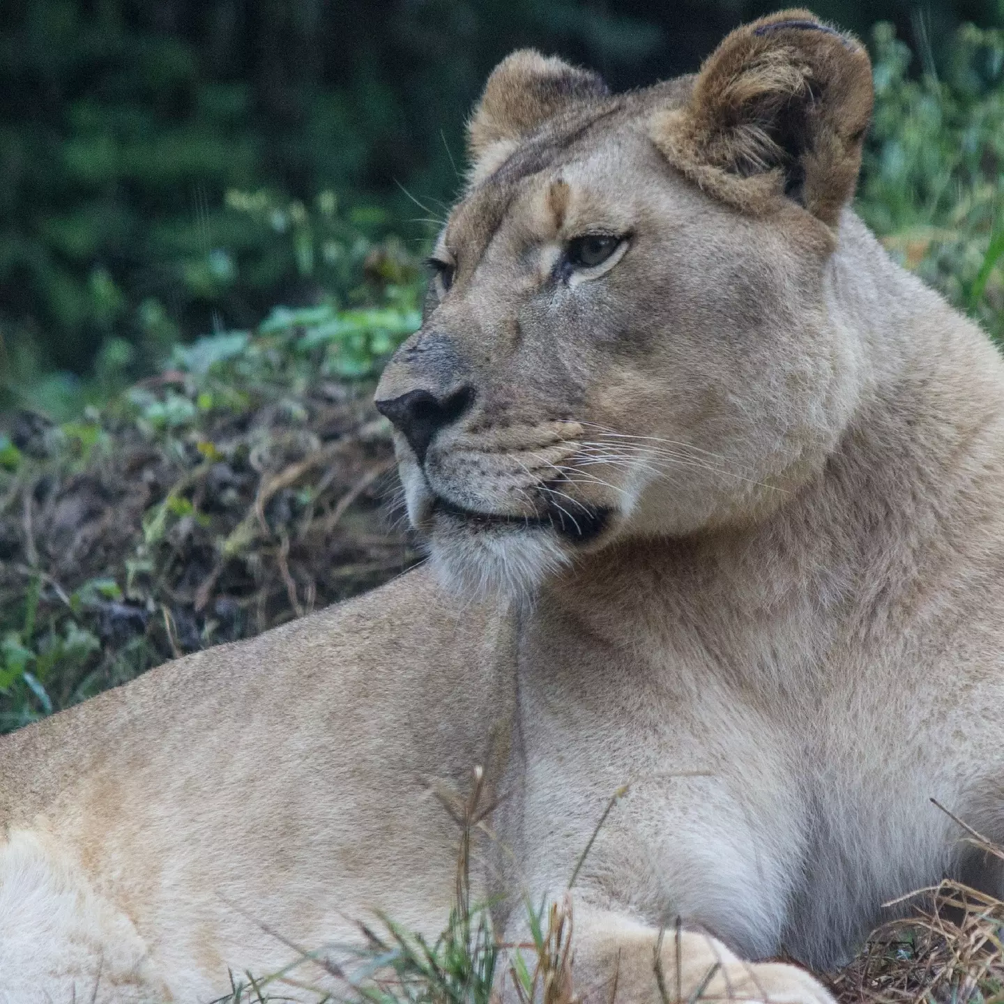 Akili was dearly loved by staff at the zoo.