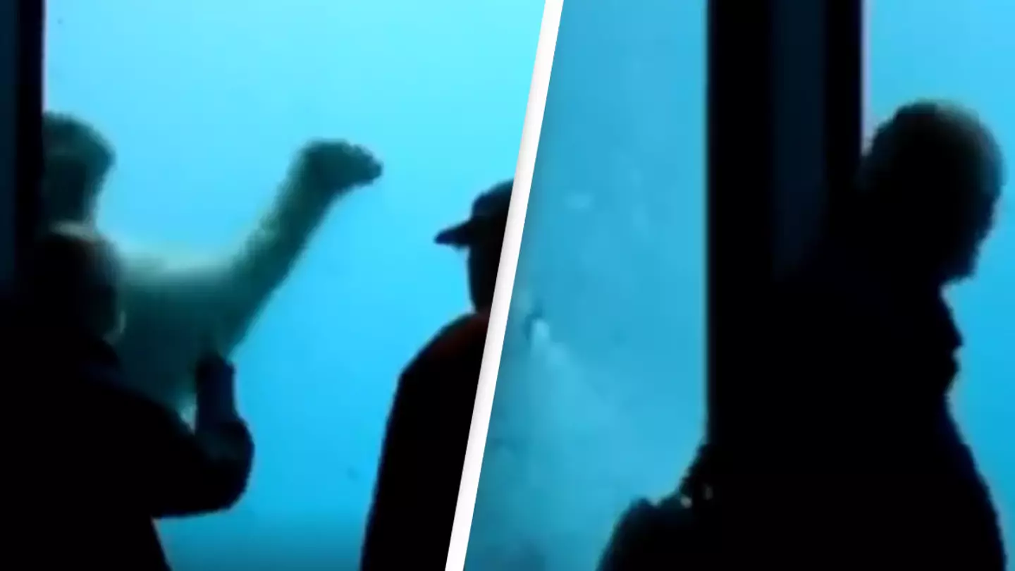 Polar bear throws rock at aquarium glass and damages it in front of terrified visitors