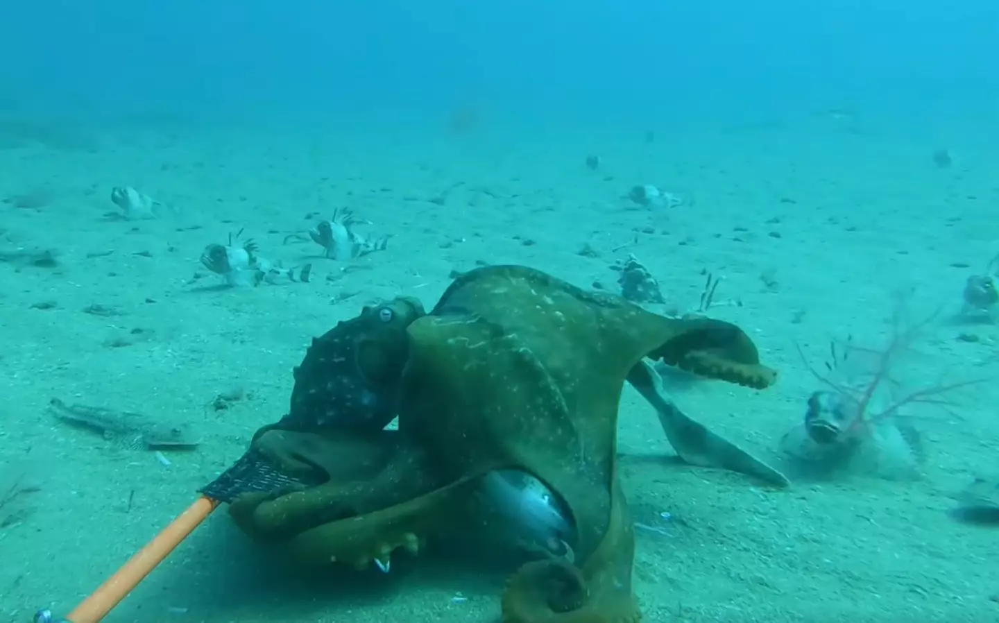 The octopus almost completely envelops the shark (Facebook/Star of the South Project)