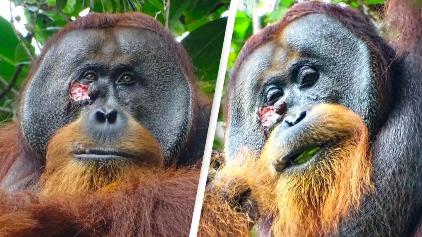 Orangutan stuns scientists as it becomes first ever wild animal to treat wound with medicinal plant