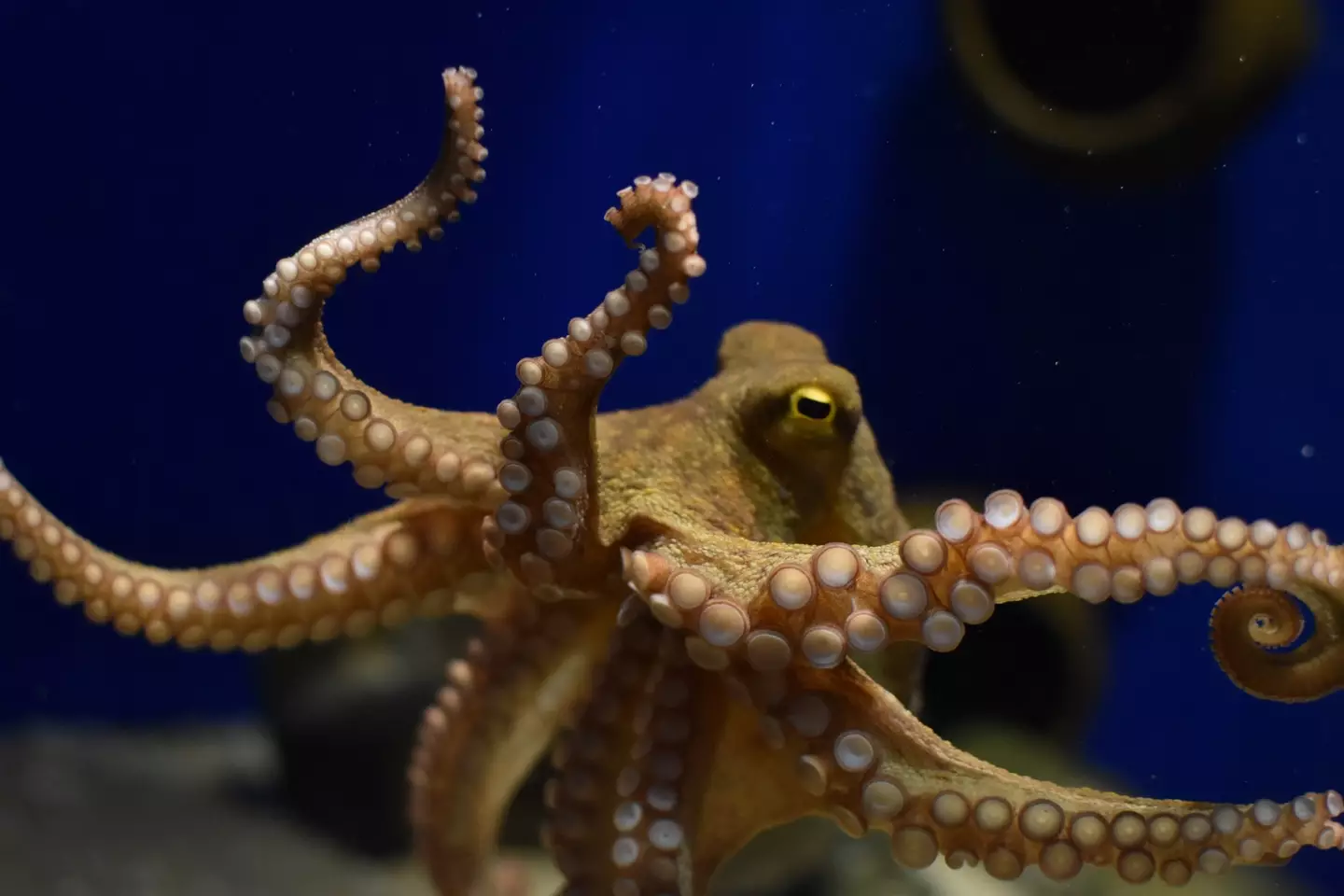 Octopuses could become 'the brains of the sea', says Professor Coulson (Getty Stock)