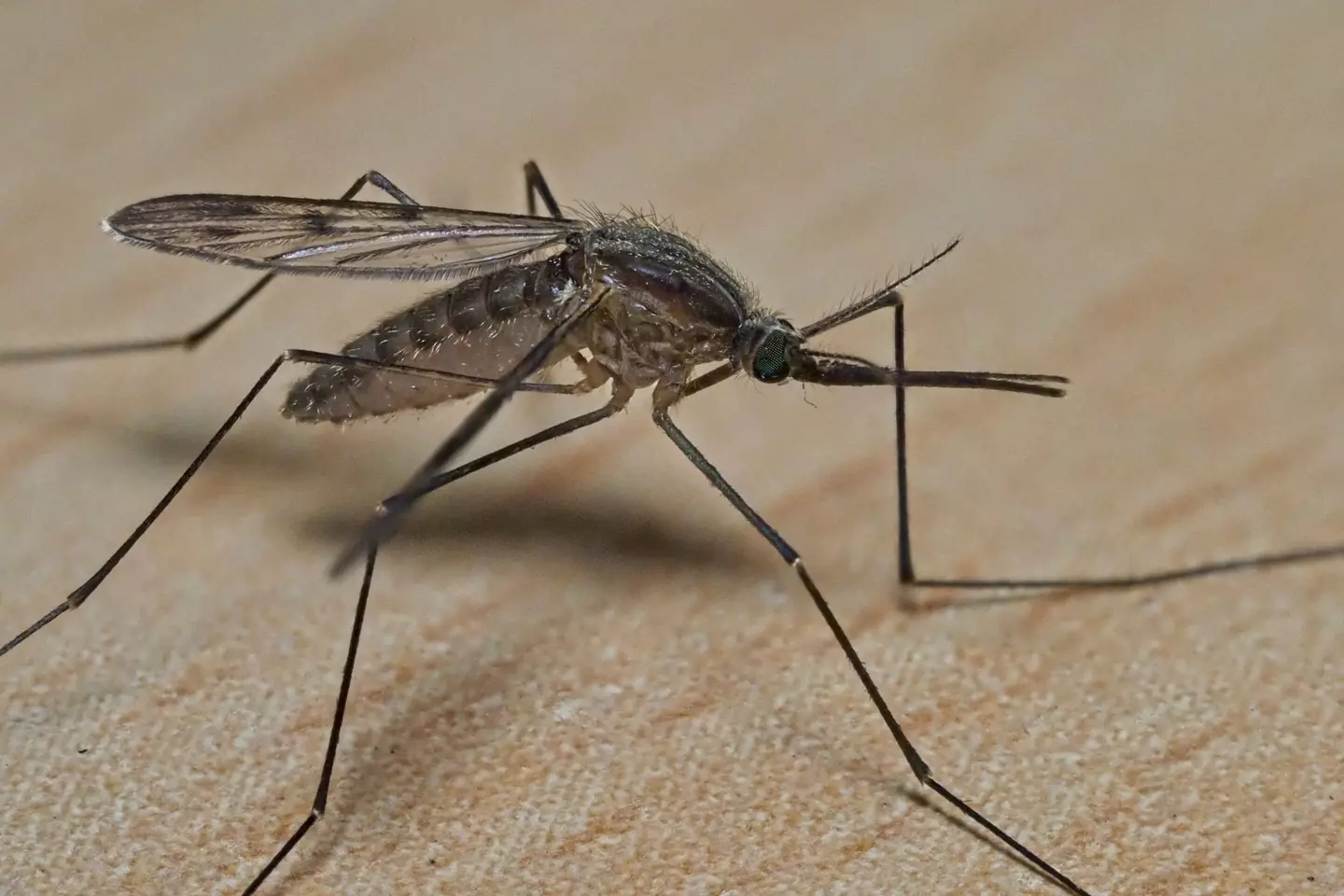 Mosquitos do in fact prefer some people to others.