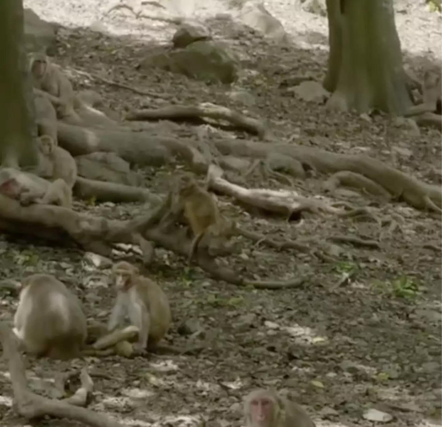 The island is home to around 4,000 monkeys.