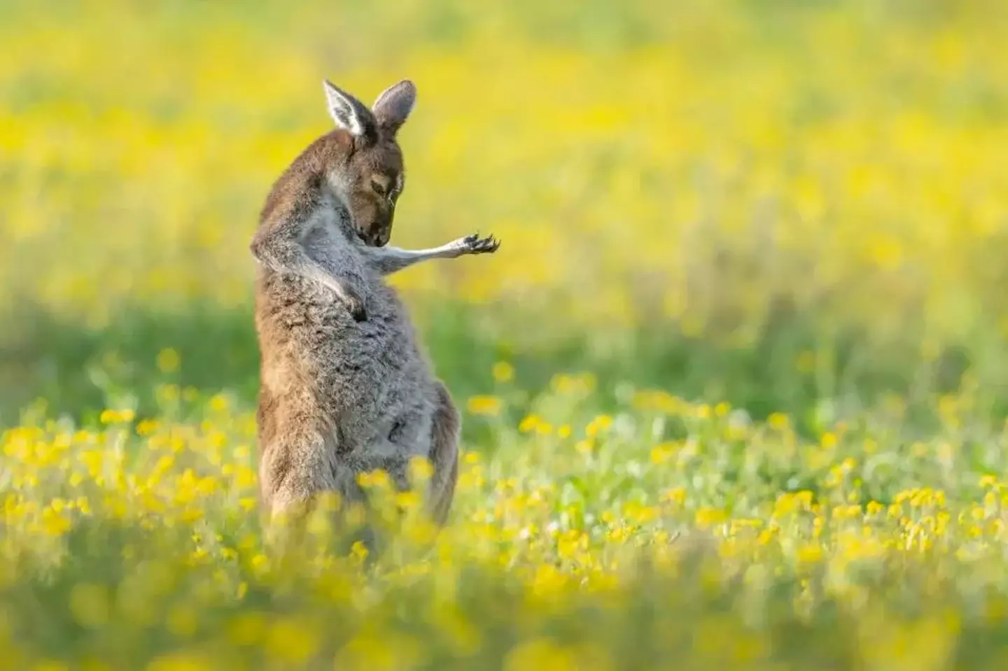 A kangaroo rockin' out in an air guitar.