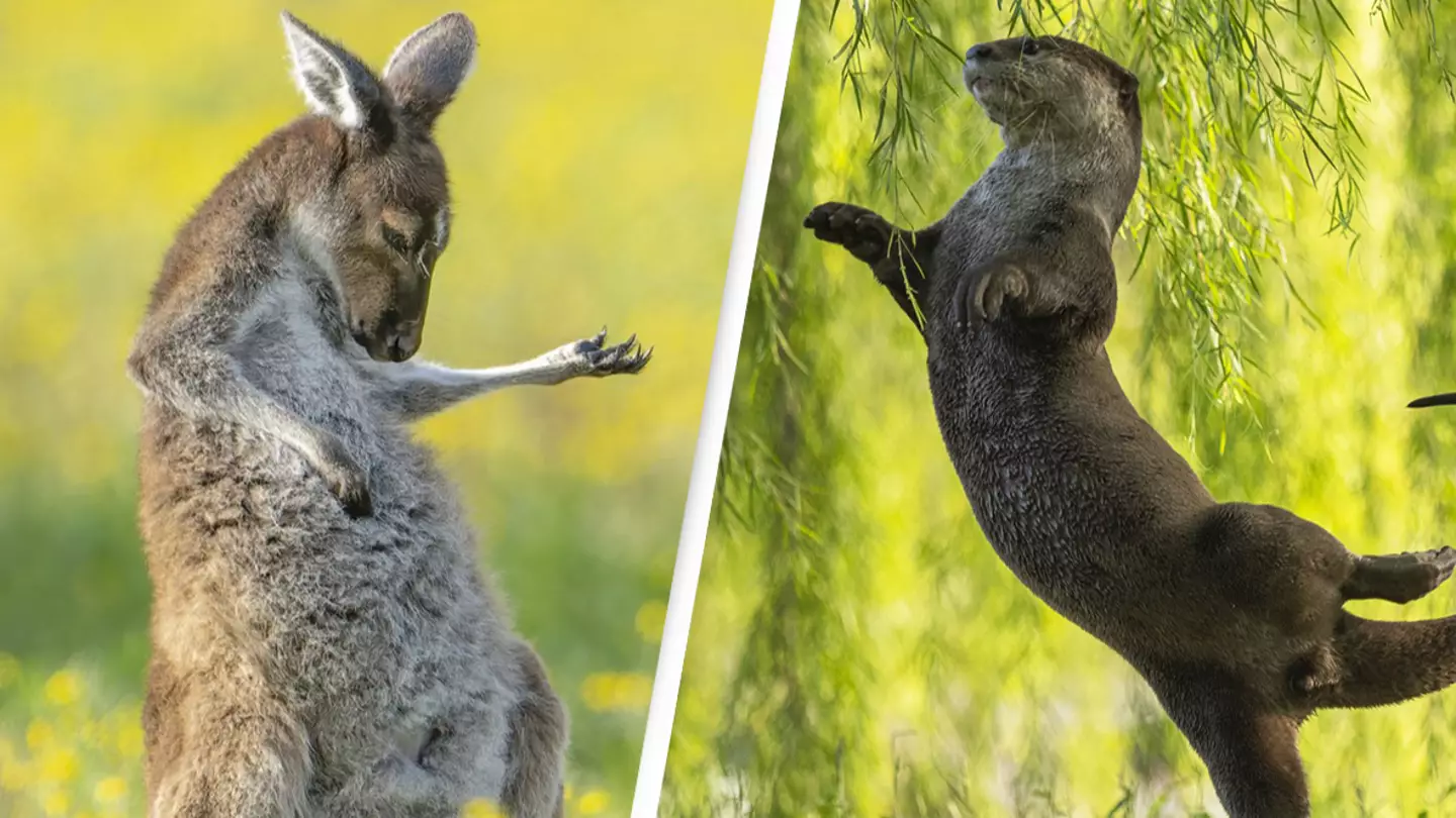 Full list of finalists for 2023 Comedy Wildlife Photography Awards revealed