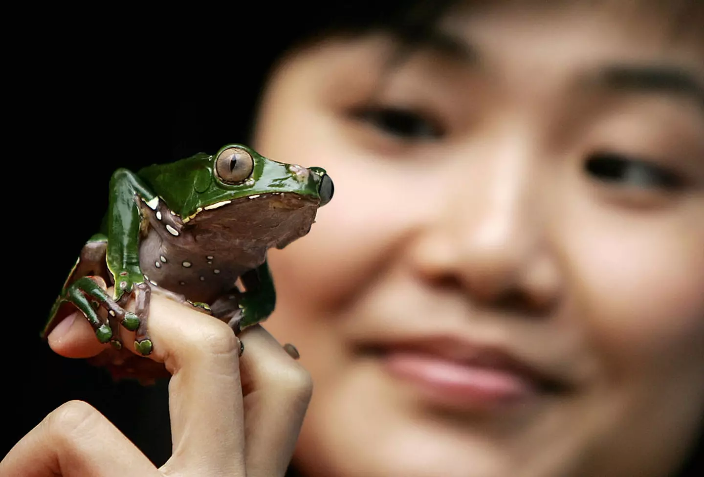 Some believe live frogs hold healing power, doctors disagree (ANTONY DICKSON/AFP/Getty Images)