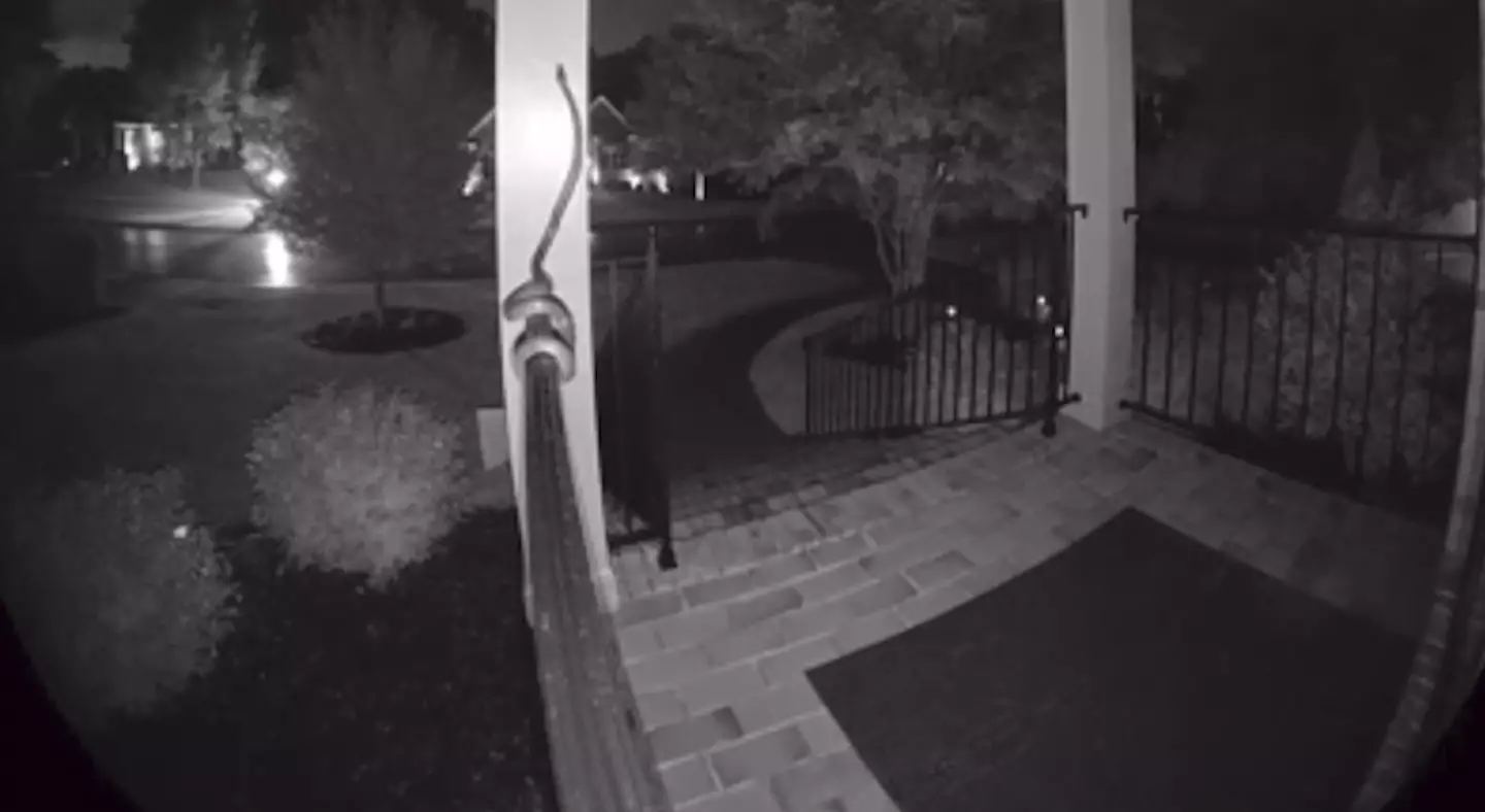 There are at least 38 different species of snakes in the region, which is a lovely thought.