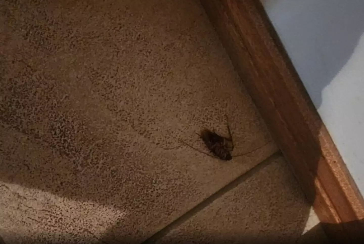 Kitti claimed there were at least six cockroaches in the room.