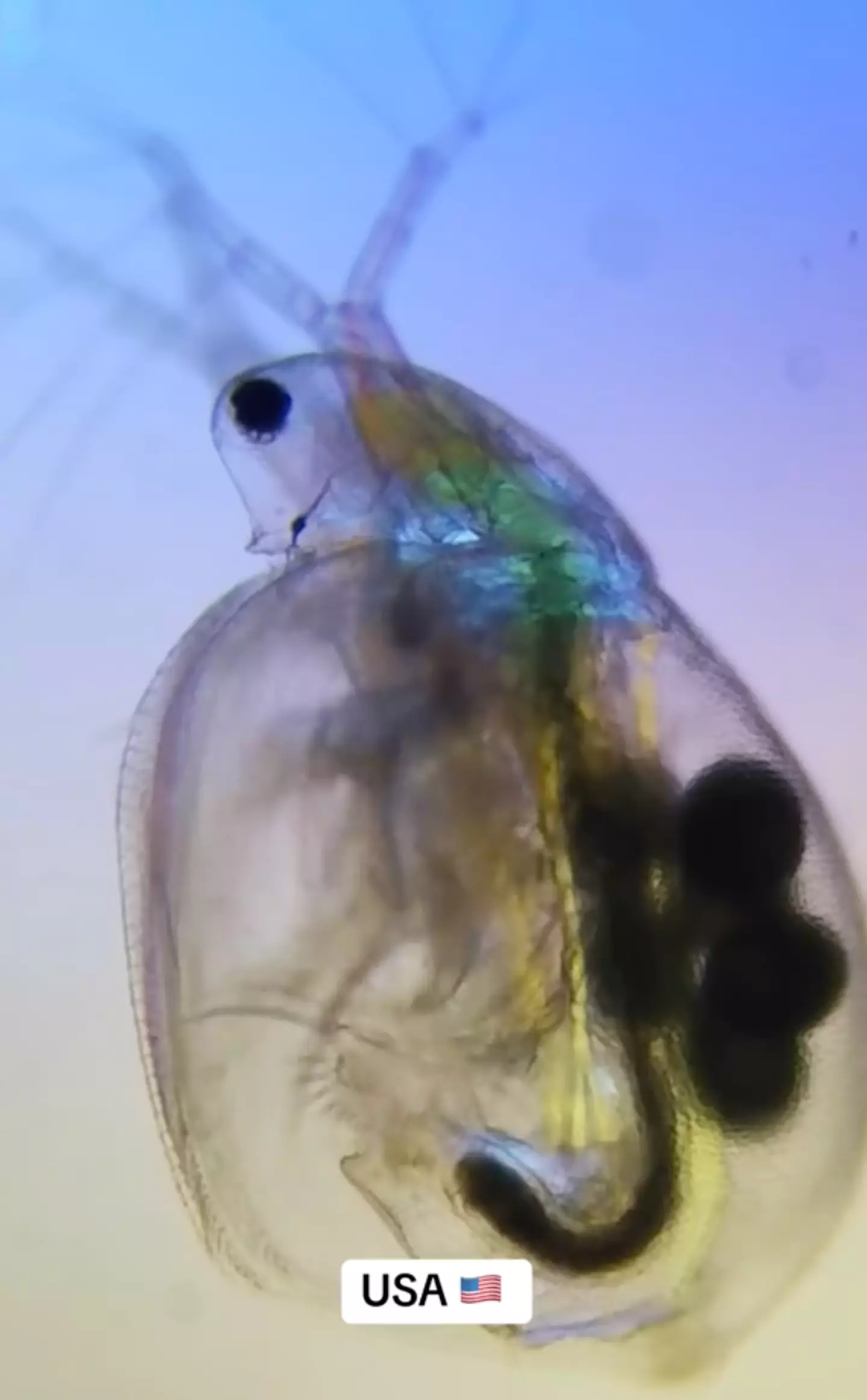 Look at that! You could saddle it up and ride it into town! (TikTok/@microscope.vision)