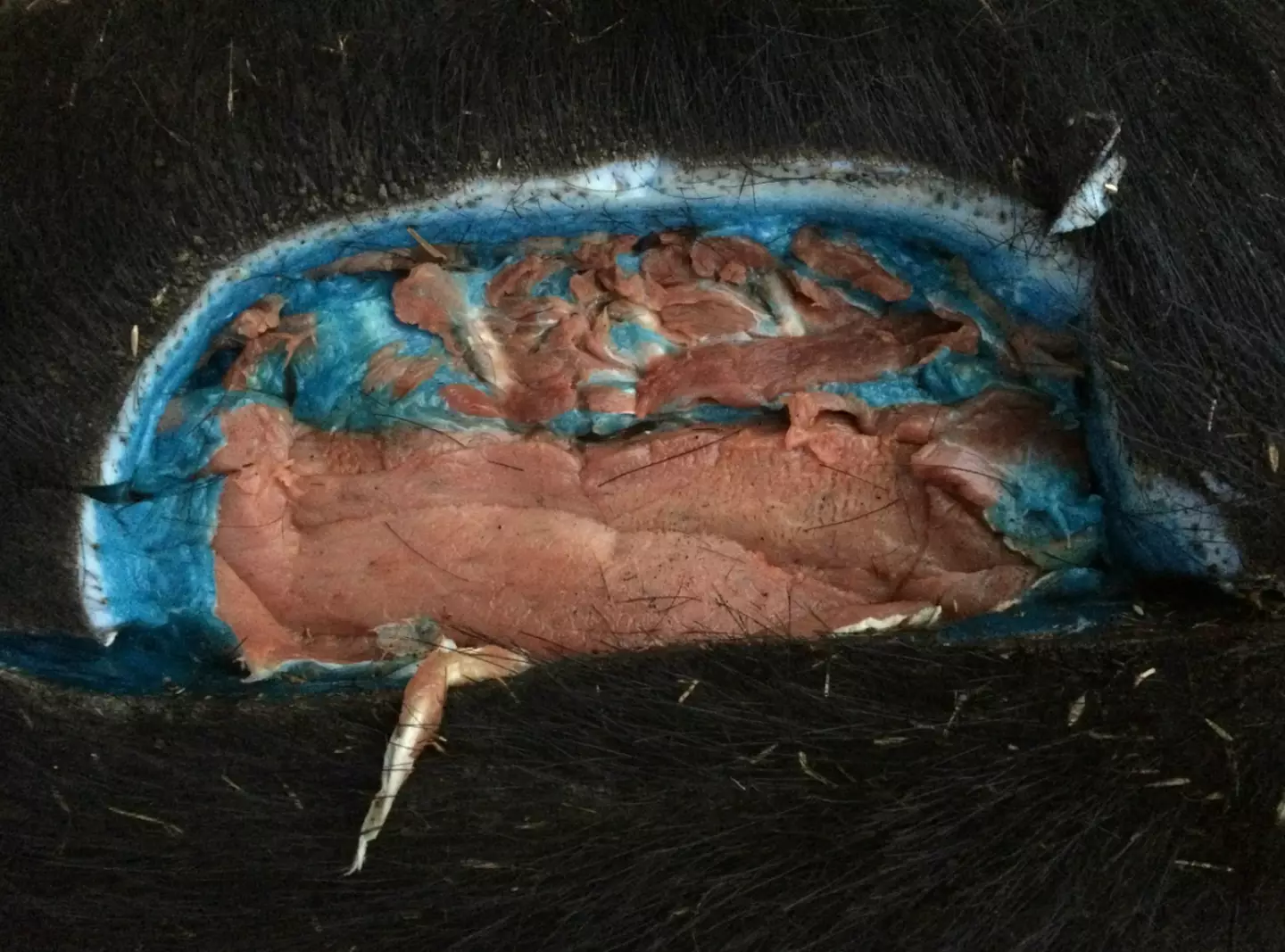 The blue flesh was present in the fattier parts of the pig (GlendilTEK/Imgur)