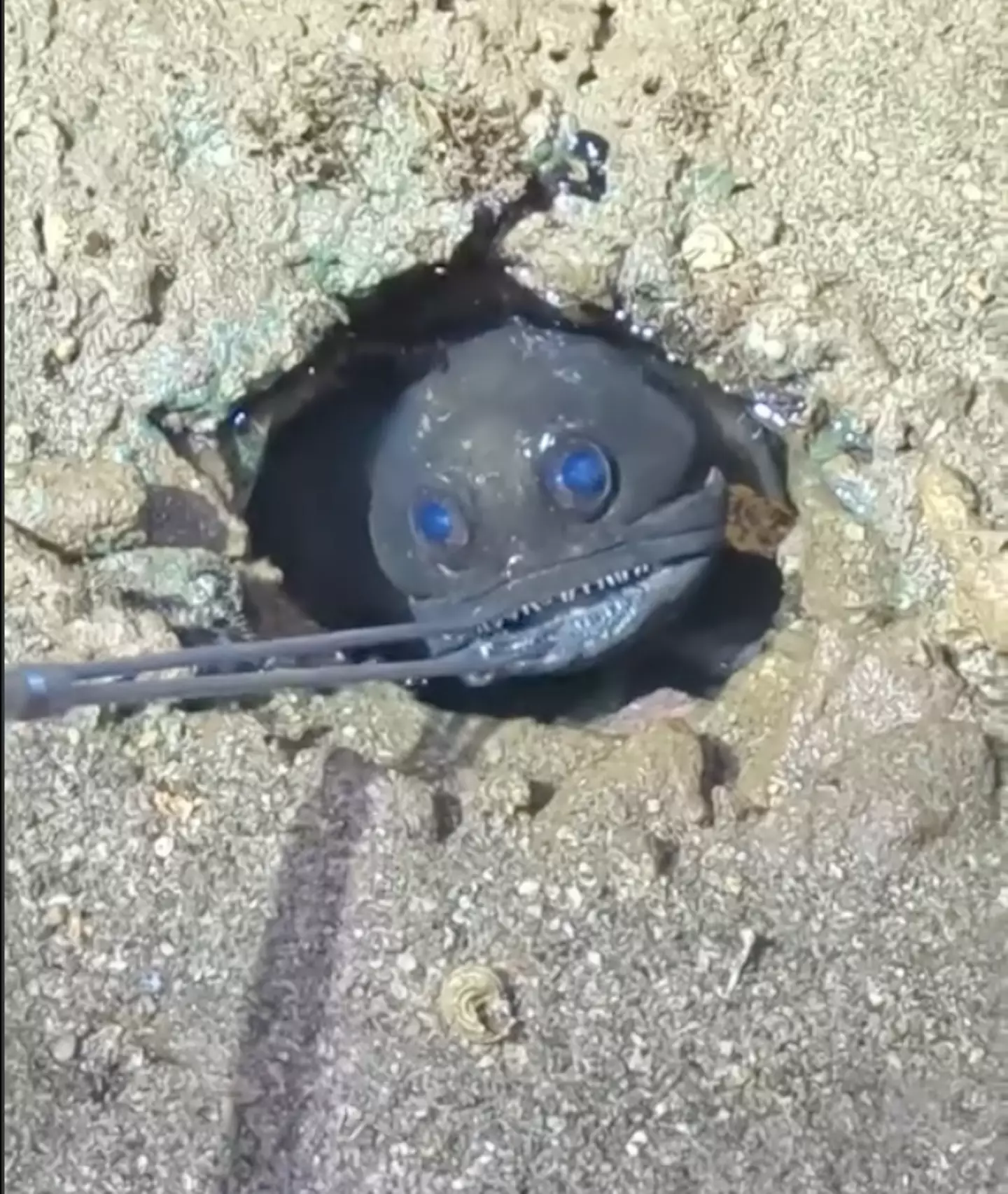 The fish considers the thing being thrust into its burrow. (YouTube/@BurrupandAway)