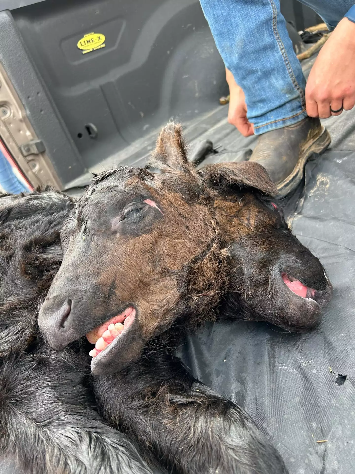 Sadly, the calf was pronounced dead shortly after being born (Pen News)