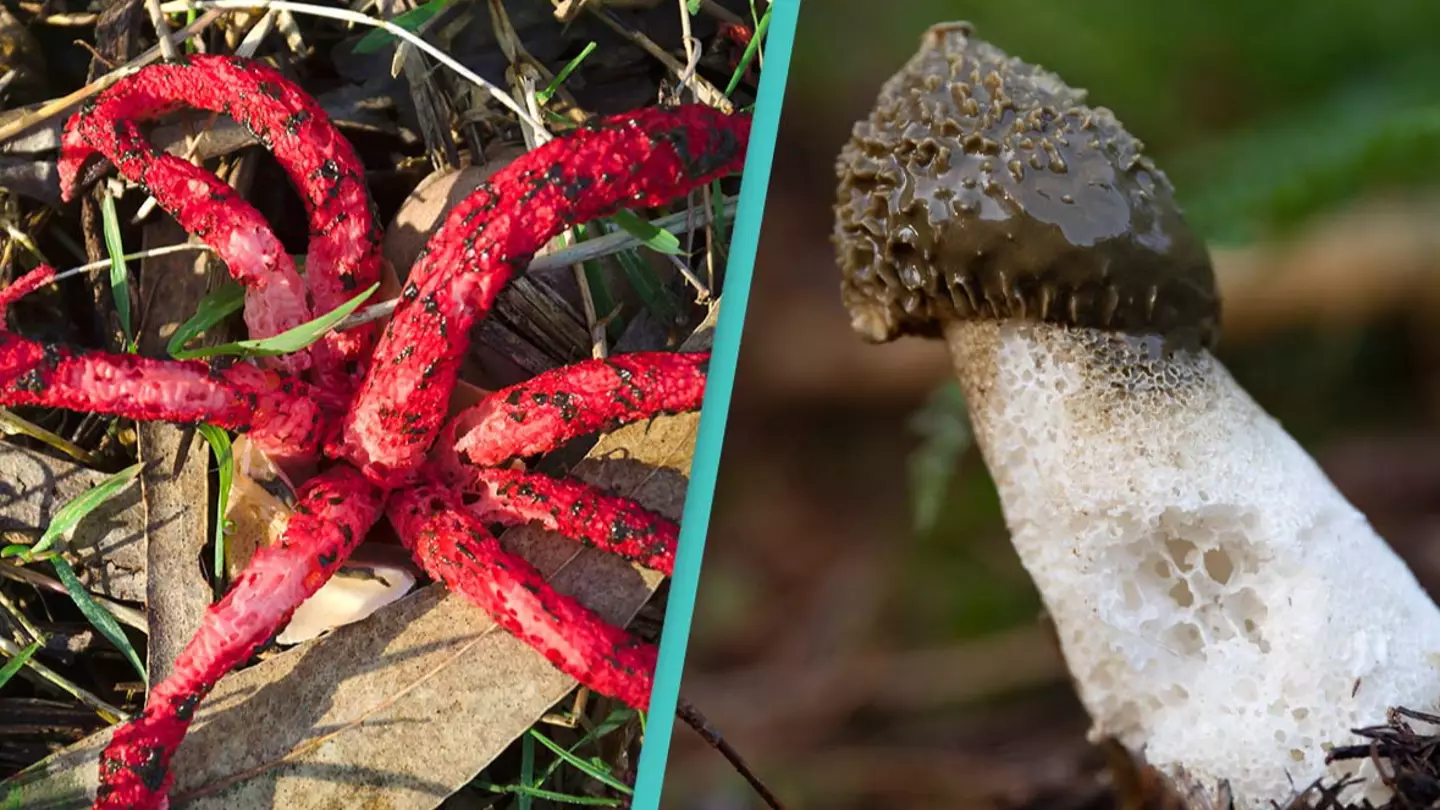 People baffled after bizarre foul-smelling 'Stranger Things' plant appears in backyard