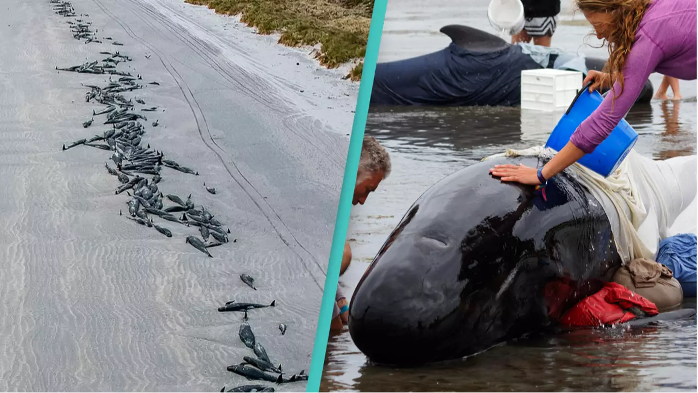 477 whales die in 'heartbreaking' stranding on remote beaches